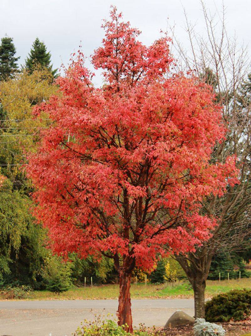 Paperbark Maple (Acer griseum)