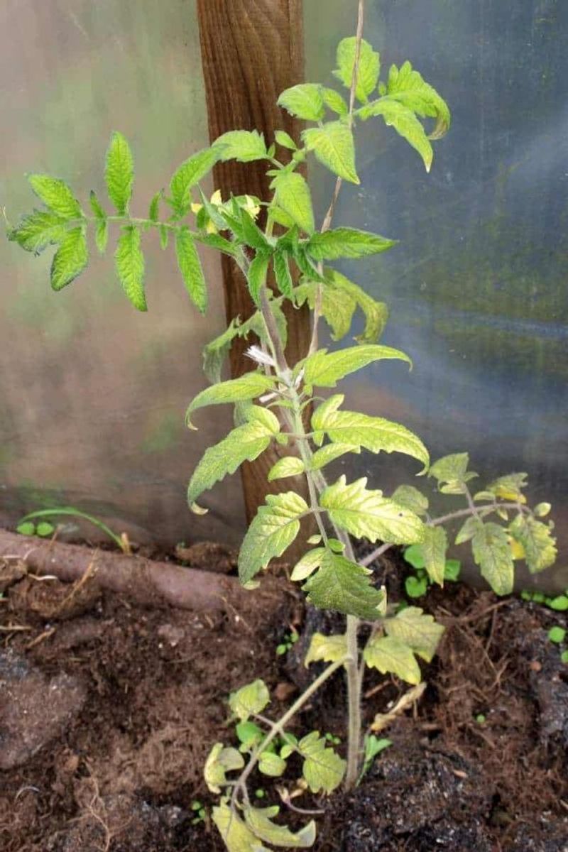 Pale Flora Tomato