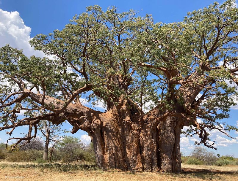 Baobab Tree