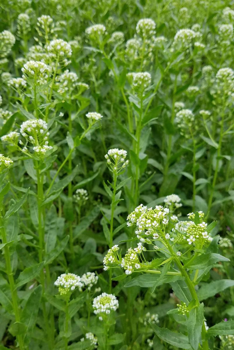 Field Pennycress