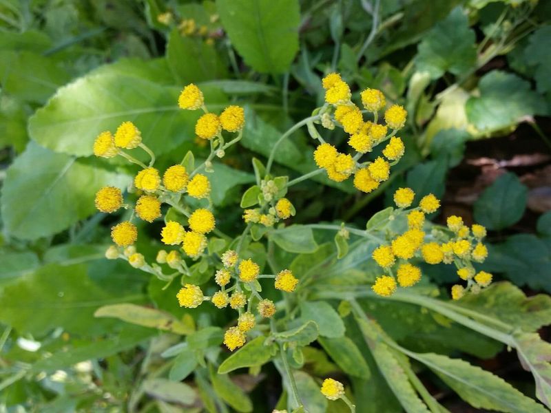 Costmary (Tanacetum balsamita)