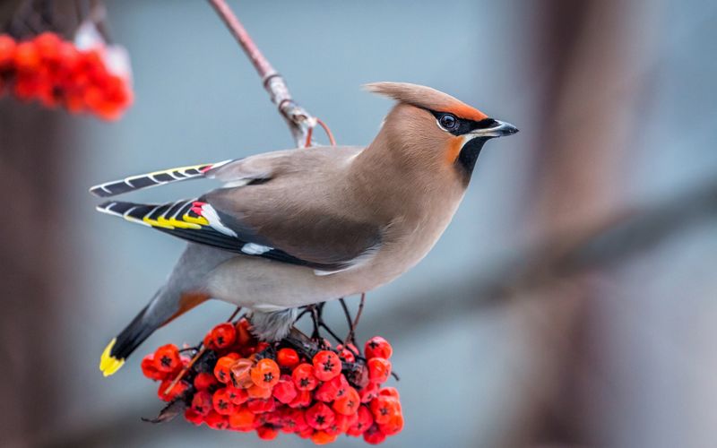 Bohemian Waxwing
