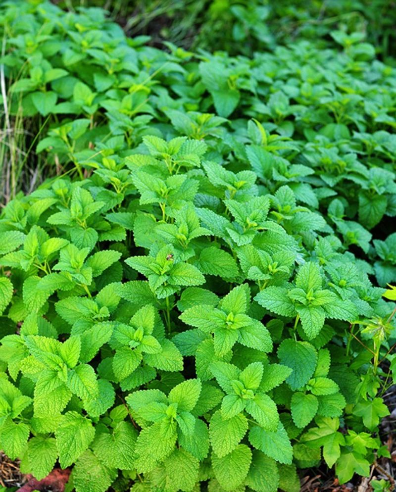 Lemon Balm