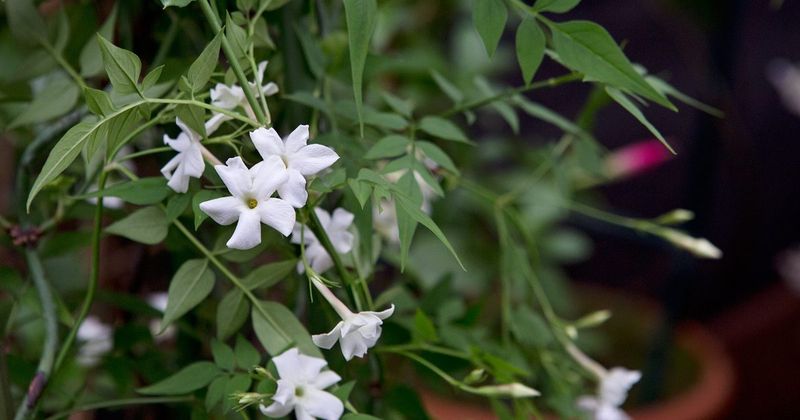 Too Much Shade (Weak Blooms or No Flowers)