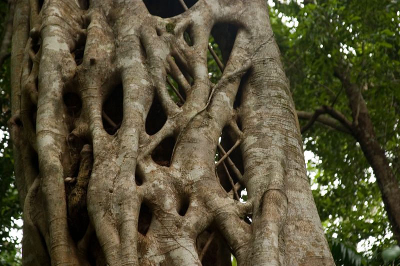 Strangler Fig