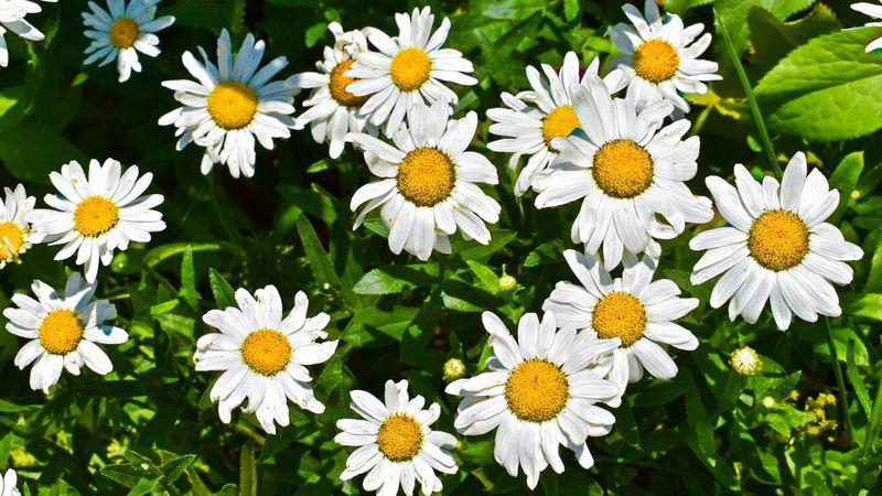 Shasta Daisy