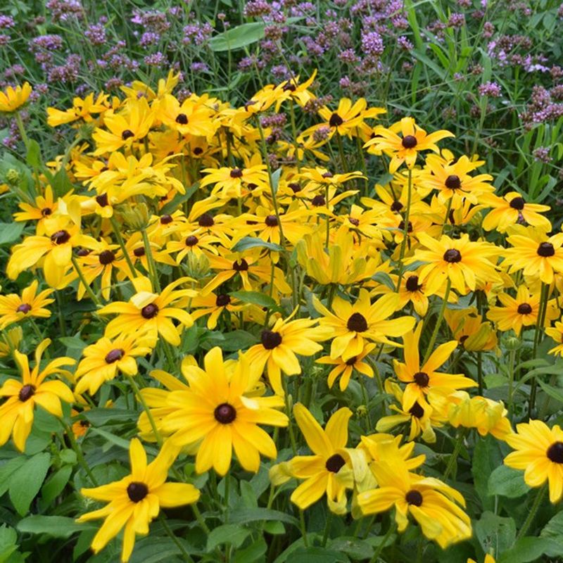 Rudbeckias
