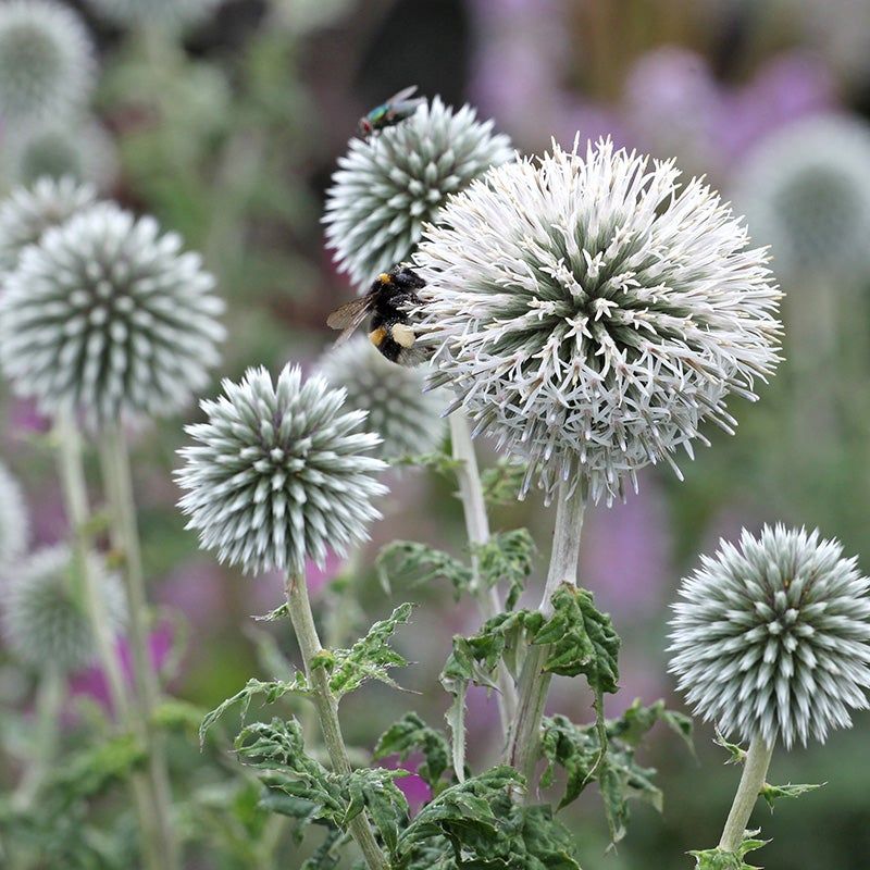 Globe Thistle