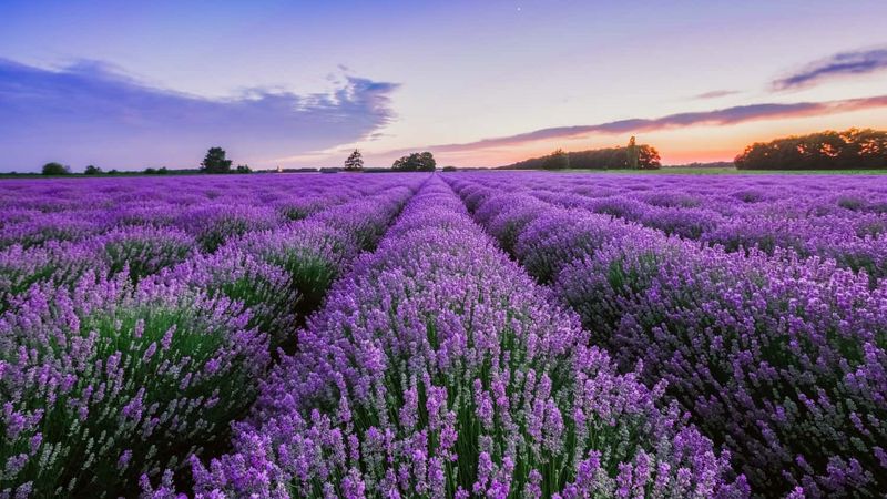 Lavender