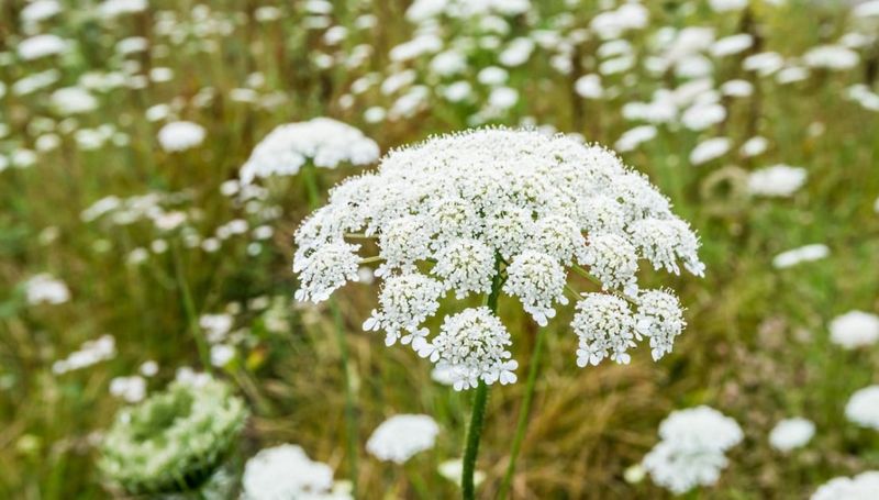 Queen Anne's Lace