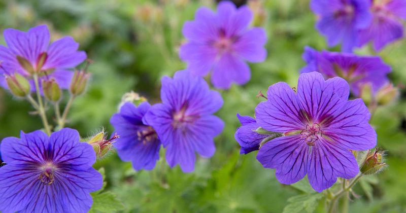 Geranium