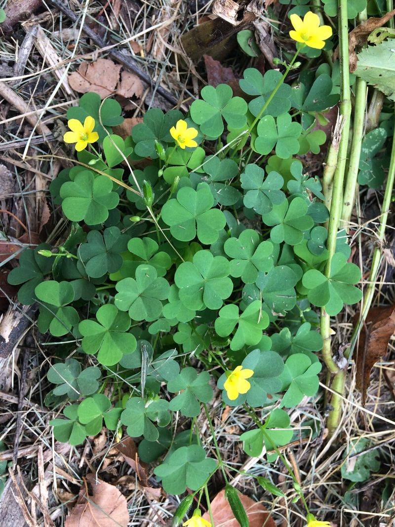 Wood Sorrel