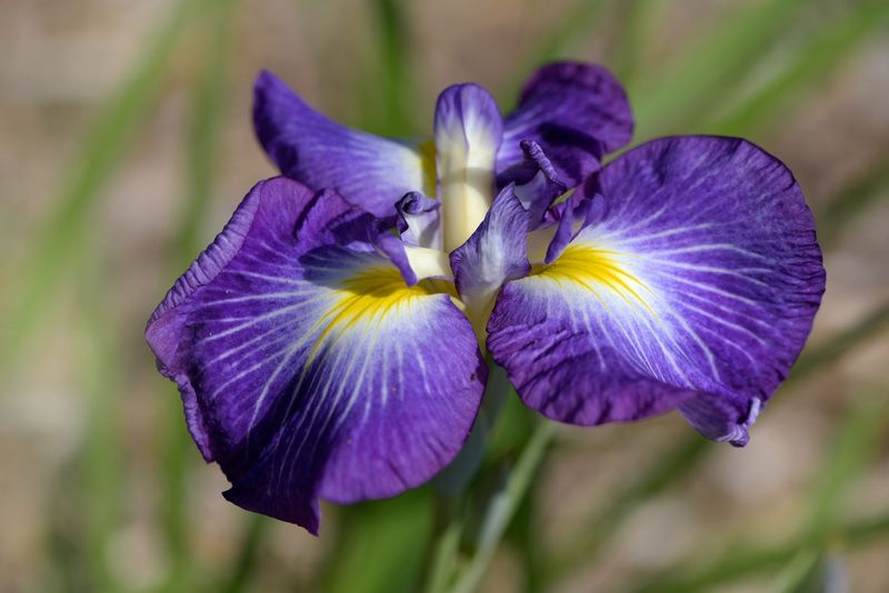 Iris (Iris spp.)