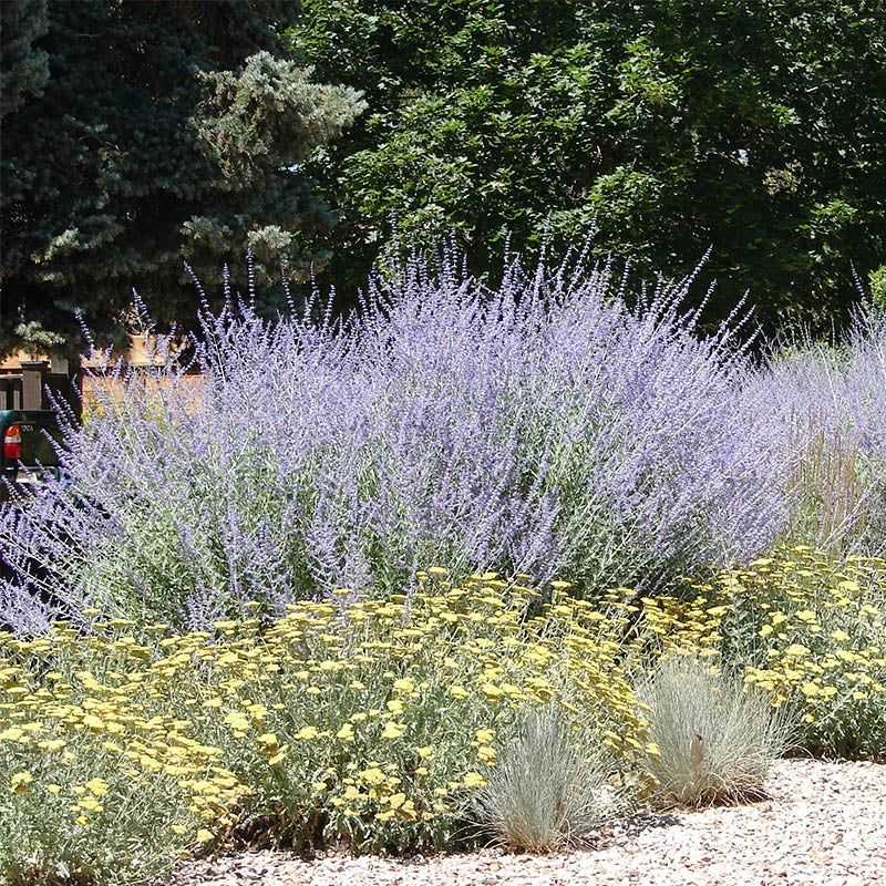 Russian Sage (Perovskia atriplicifolia)