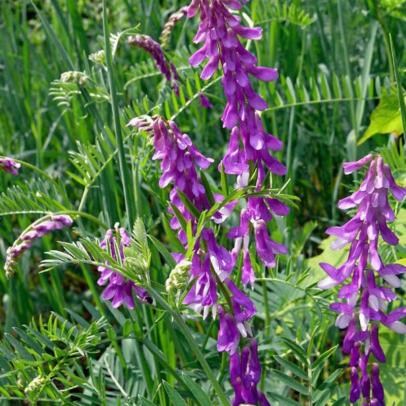 Vetch (Vicia spp.)
