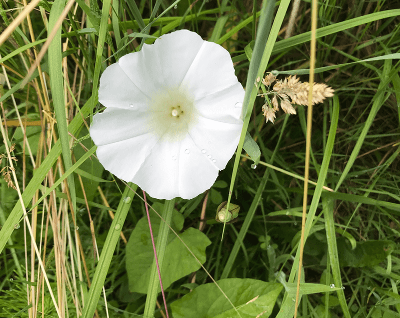Bindweed (Convolvulus arvensis)