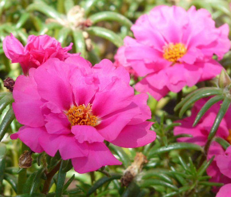 Portulaca (Moss Rose)