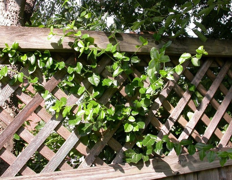 Wintercreeper (Euonymus fortunei)