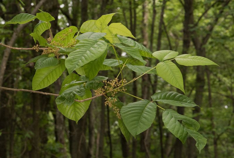 Eastern Poison Ivy (Toxicodendron radicans)