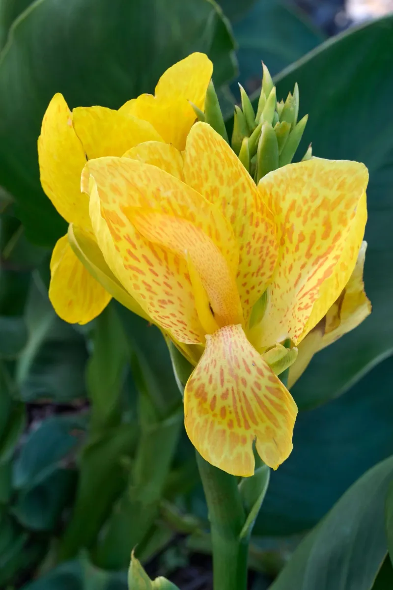 Canna Lily