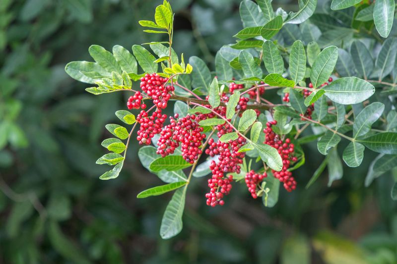 Brazilian Pepper Tree