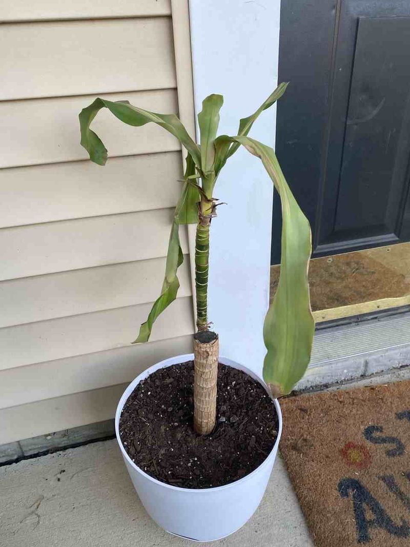 Wilting Despite Moisture