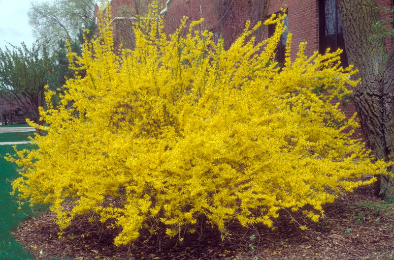 Forsythia's Golden Welcome