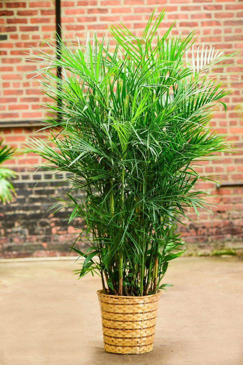 Bamboo Palm
