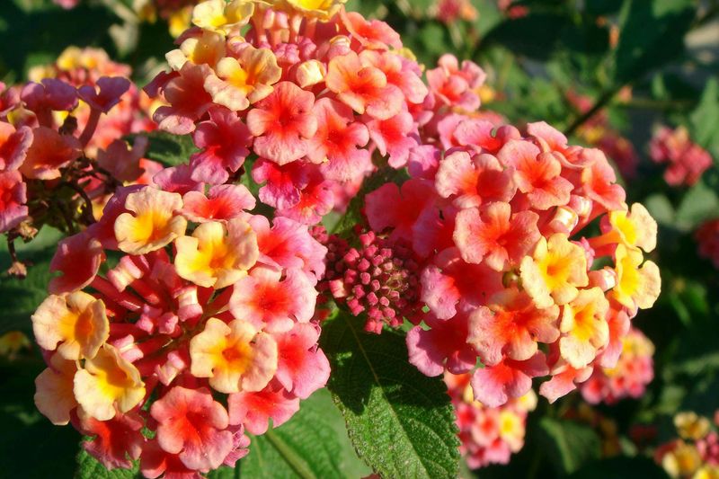 Lantana (Lantana camara)