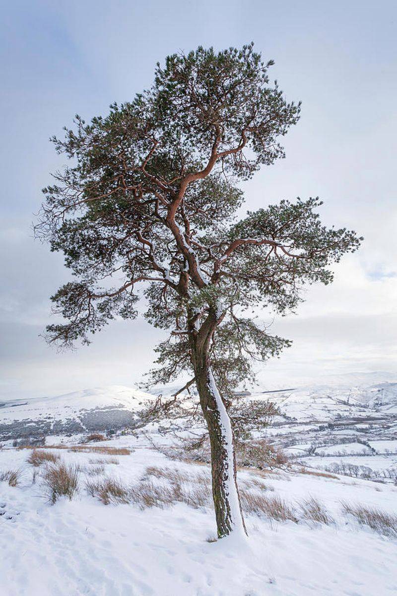 Scots Pine