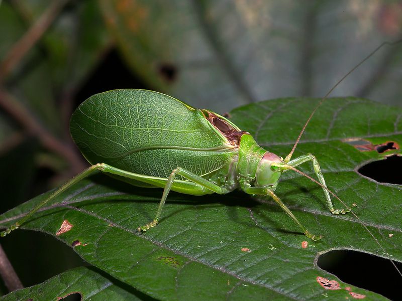 Katydids Get Their Name from Their Call
