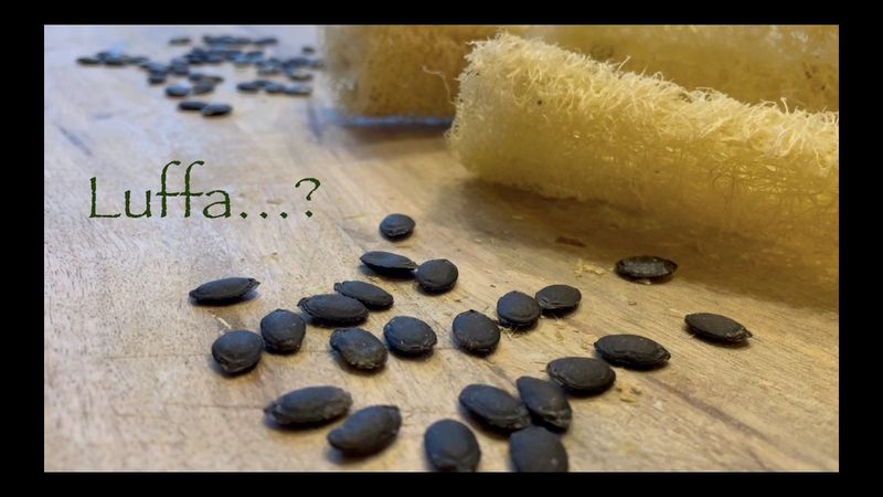 Seed-Saving Gets Out of Control