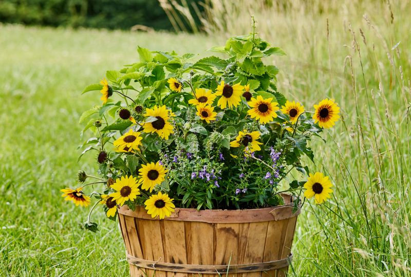 Sunflower (Helianthus)
