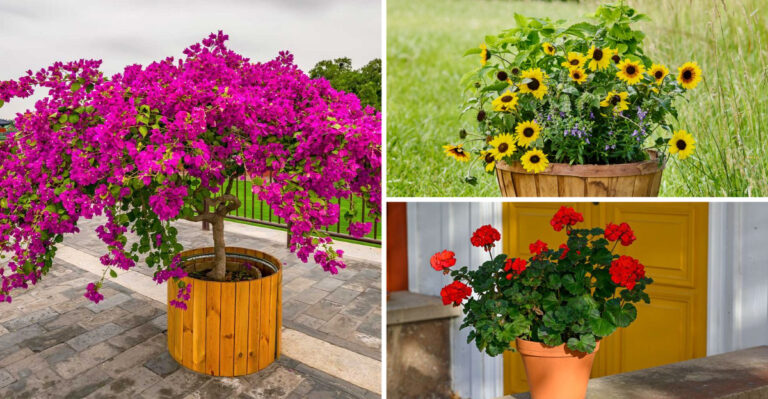You Won’t Believe How Well These 20 Container Plants Handle Hot Sun