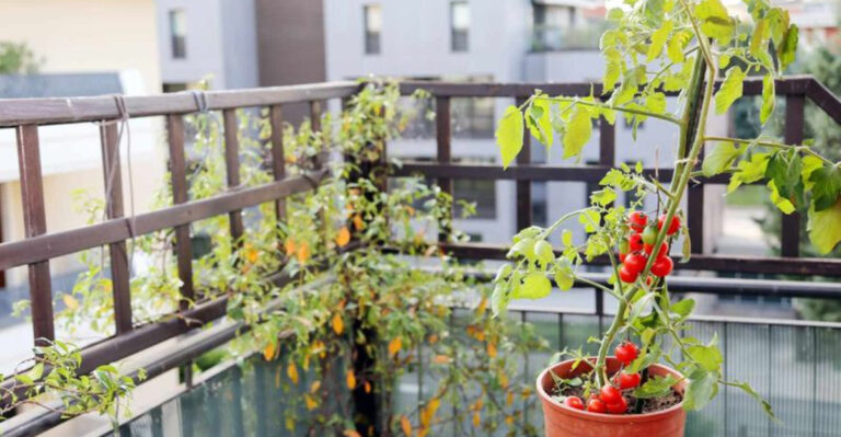 Your Balcony Could Be a Jungle by July—Start These Plants in June!