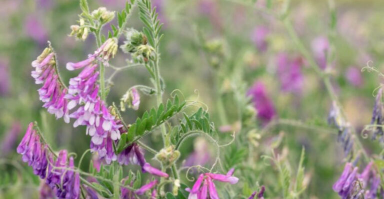 You’ve Been Fertilizing Wrong – These 18 Plants Do It Naturally