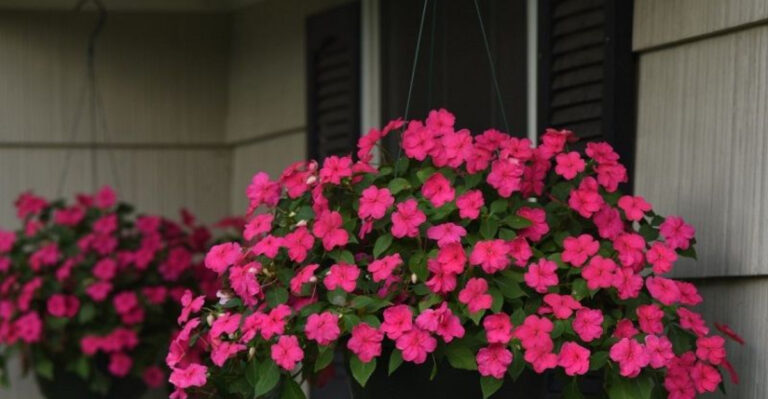 You’ve Been Growing 16 Container Impatiens Wrong – Here’s the Real Way
