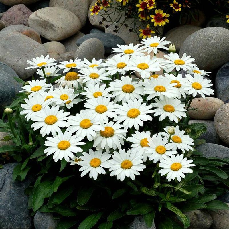 Shasta Daisy