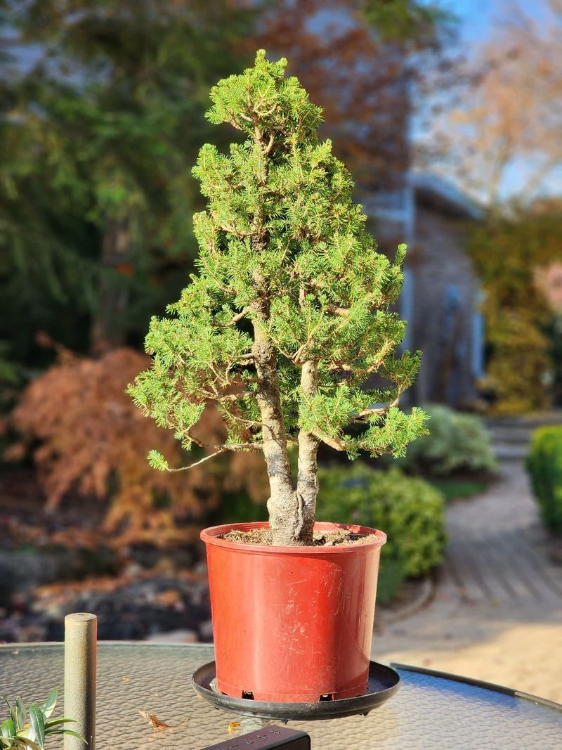 Dwarf Alberta Spruce (Picea glauca 'Conica')