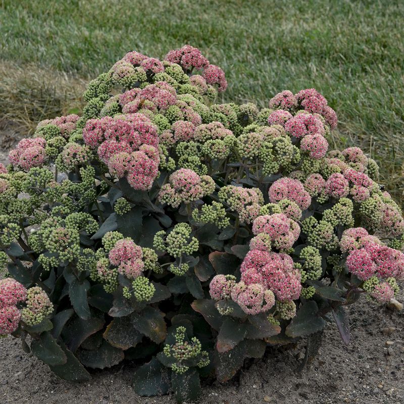 Sedum