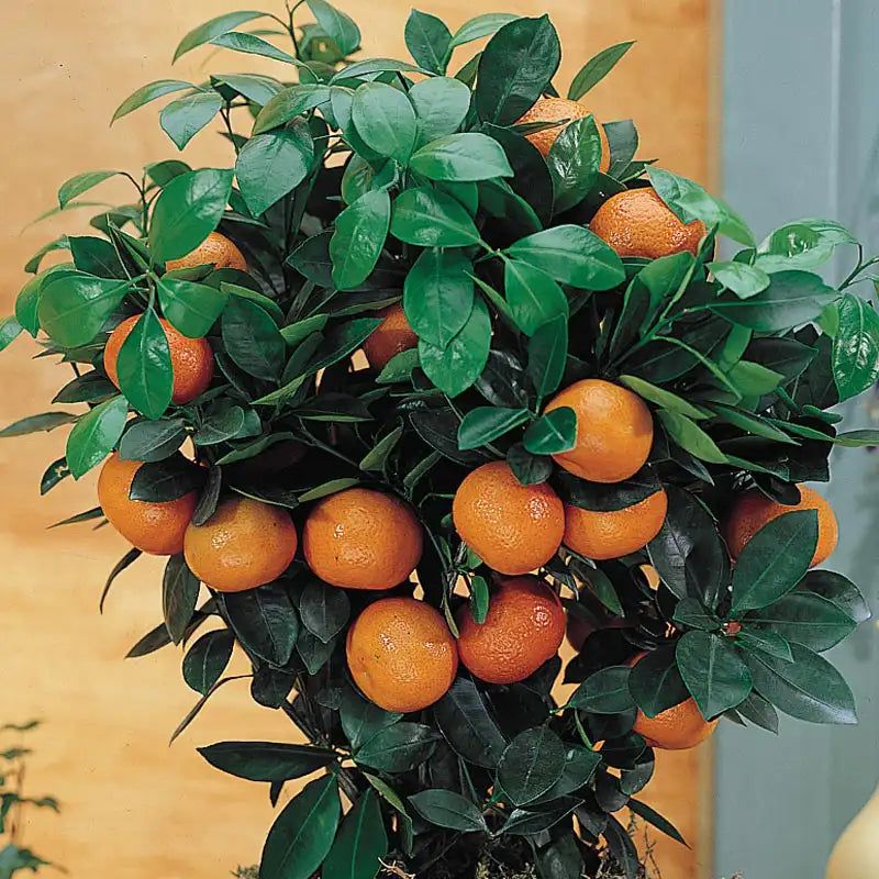 Calamondin Orange