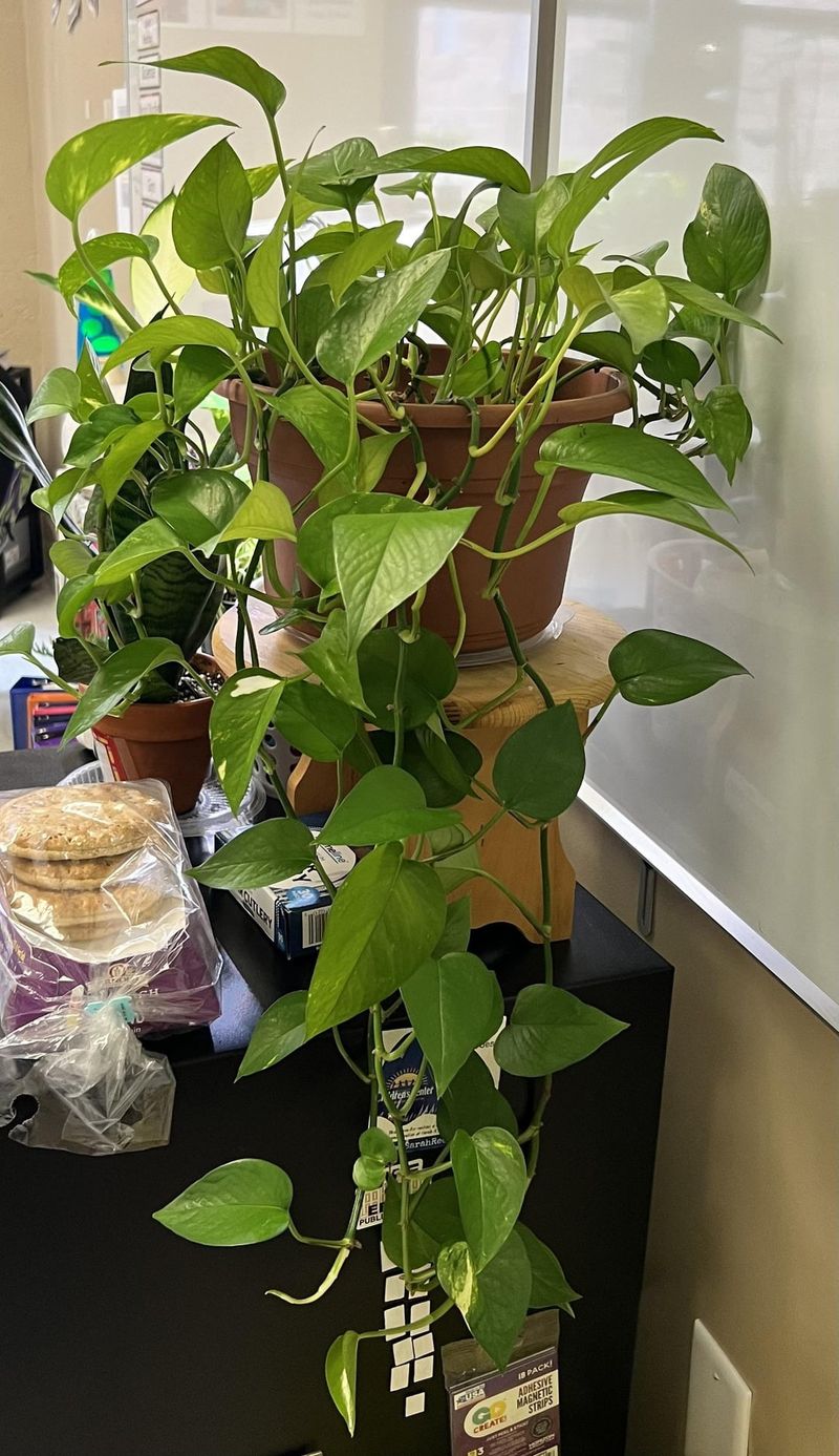 Pothos (Epipremnum aureum)