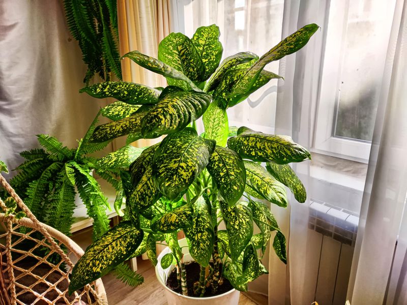 Dumb Cane (Dieffenbachia)
