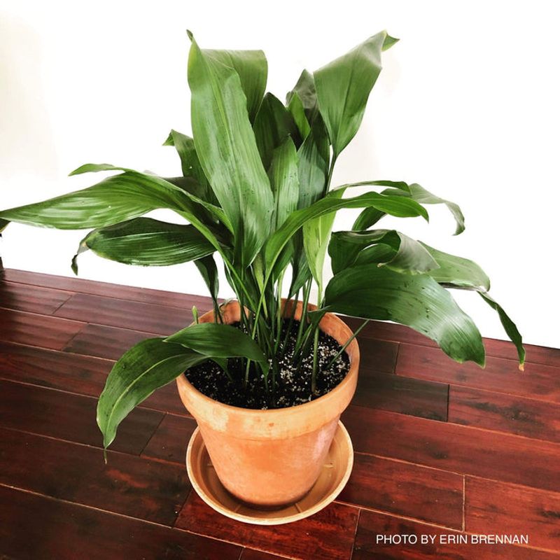 Cast Iron Plant (Aspidistra elatior)