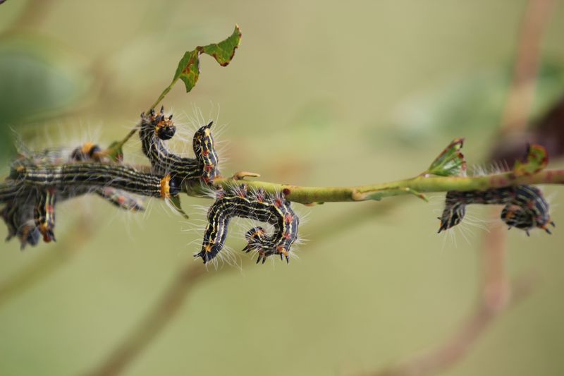 Yellownecked Caterpillar