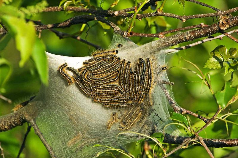 Eastern Tent Caterpillar