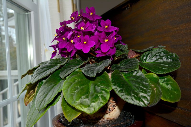 African Violet (Saintpaulia)