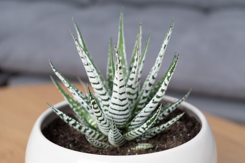 Haworthia