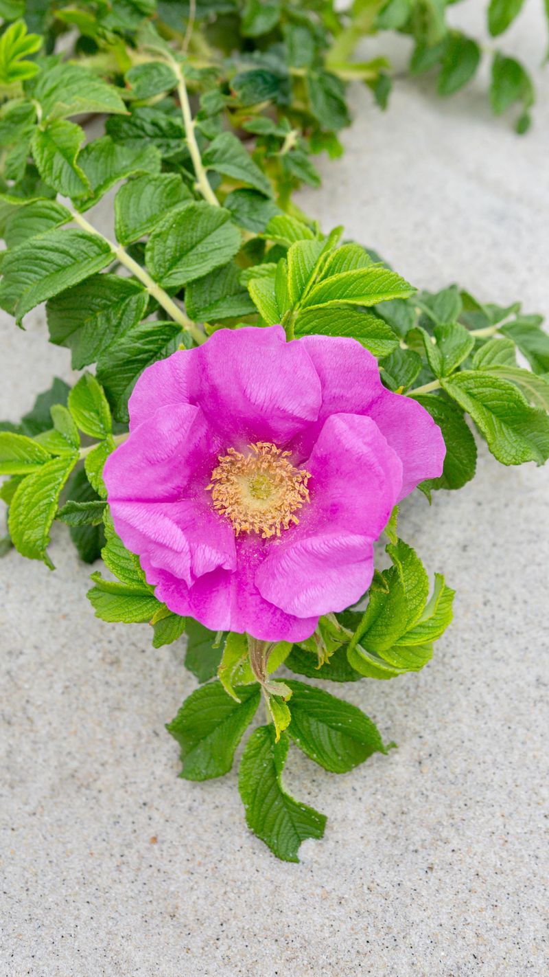 Rosa Rugosa (Beach Rose)