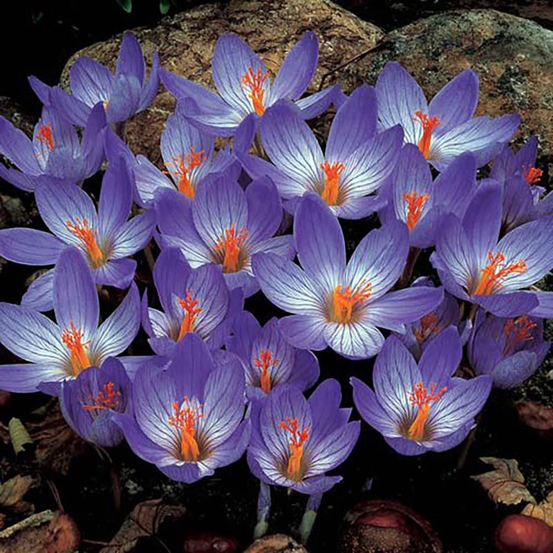 Crocus speciosus